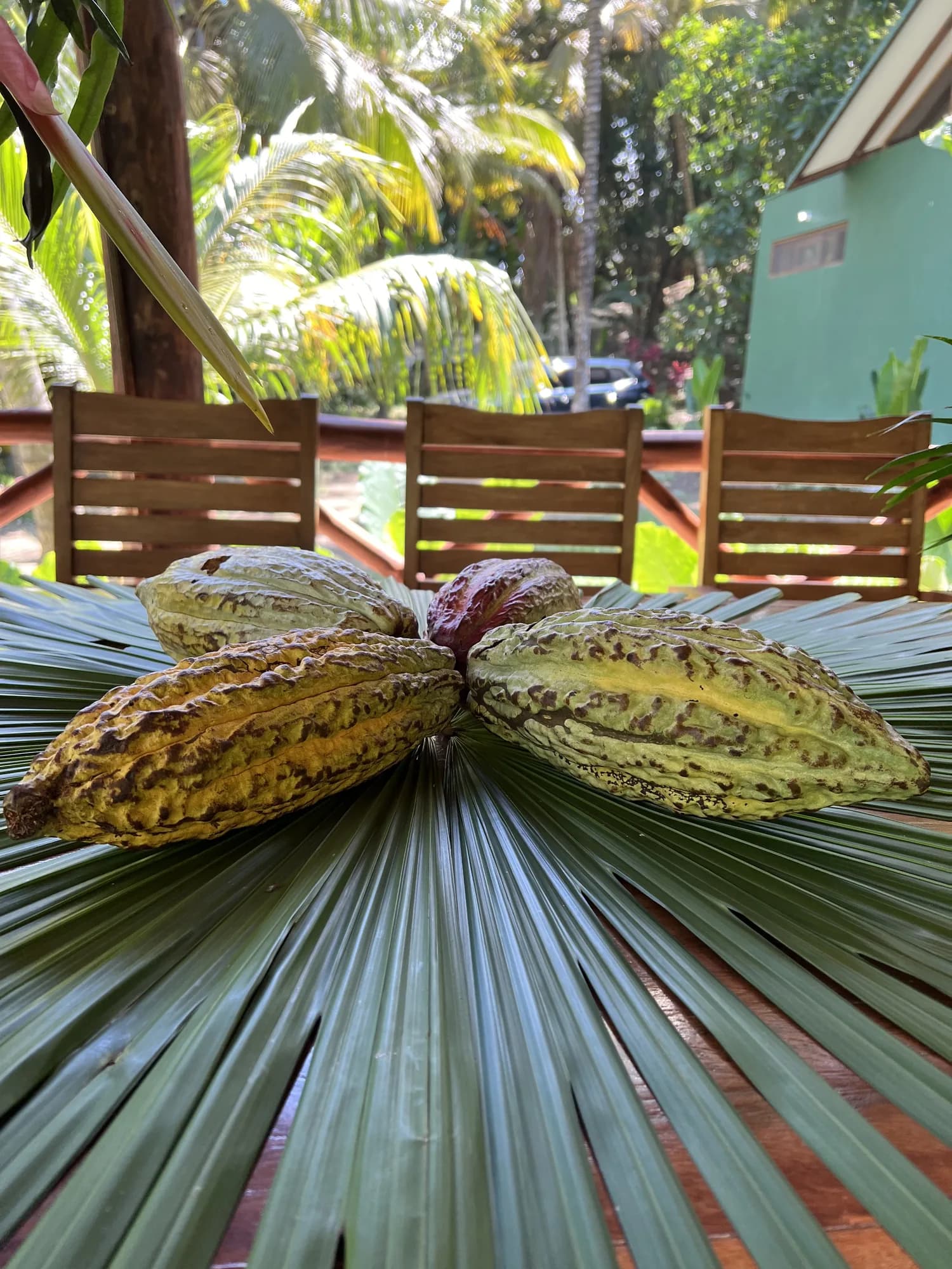 Mazorca de cacao abierta sobre una hoja de palma