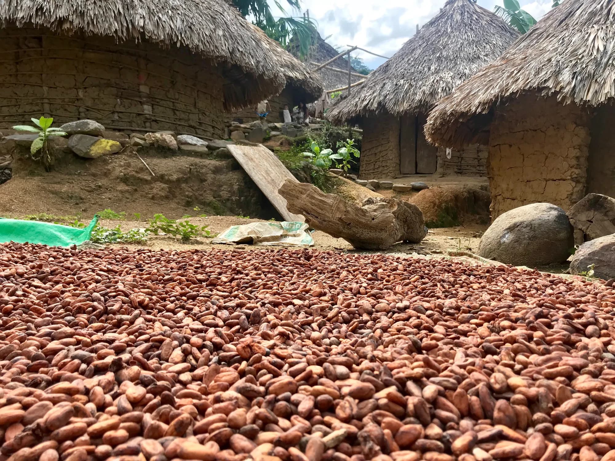 Granos de cacao secándose al sol frente a las casas indígenas