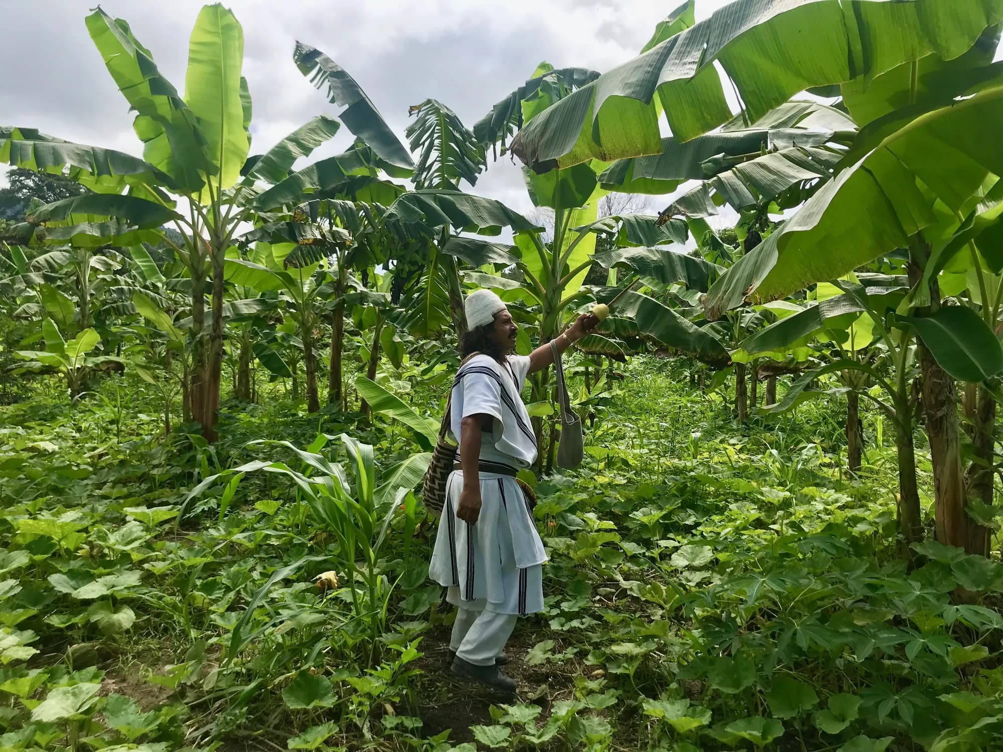 Plantación de banano de la finca, entre la montaña y el mar